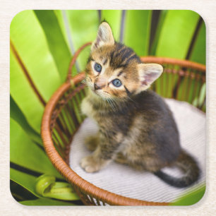 Cutest Baby Animals   Kitten in Basket Square Paper Coaster