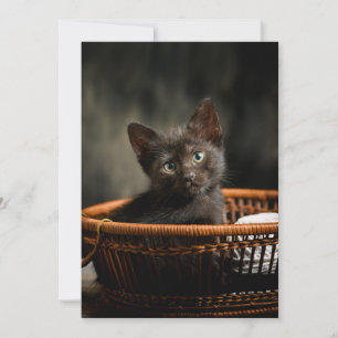 Cutest Baby Animals Kitten in Basket Thank You Card