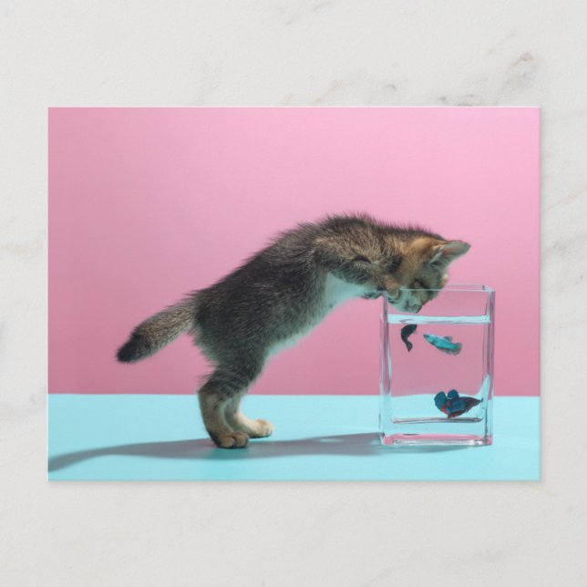 Cutest Baby Animals | Kitten Looking at Fish Bowl Postcard (Front)
