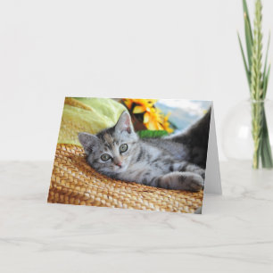 Cutest Baby Animals   Kitten Lounging Card