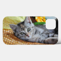 Cutest Baby Animals | Kitten Lounging
