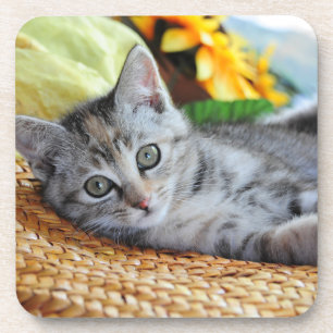 Cutest Baby Animals   Kitten Lounging Coaster
