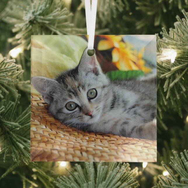 Cutest Baby Animals | Kitten Lounging Glass Tree Decoration (Insitu)