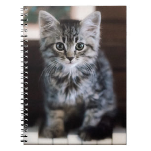 Cutest Baby Animals   Kitten on Piano Keys Notebook