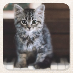 Cutest Baby Animals Kitten on Piano Keys Square Paper Coaster