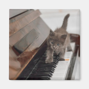 Cutest Baby Animals Kitten on Piano Magnet