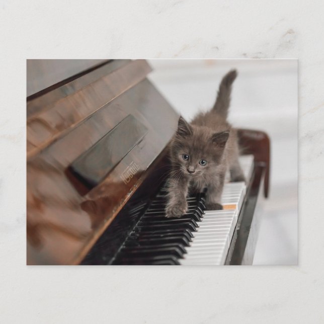 Cutest Baby Animals | Kitten on Piano Postcard (Front)