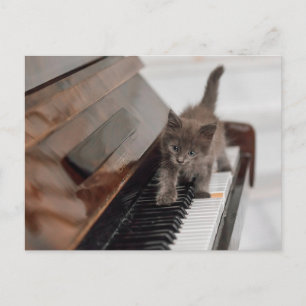Cutest Baby Animals   Kitten on Piano Postcard