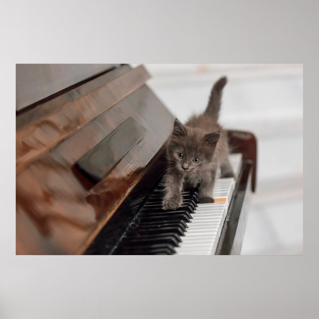 Cutest Baby Animals | Kitten on Piano Poster (Front)