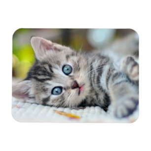 Cutest Baby Animals Kitten With Blue Eyes Magnet