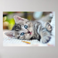 Cutest Baby Animals | Kitten With Blue Eyes