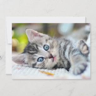 Cutest Baby Animals   Kitten With Blue Eyes Thank You Card