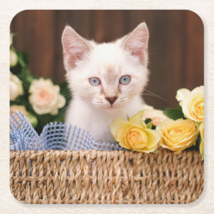 Cutest Baby Animals Kitten & Yellow Roses Square Paper Coaster