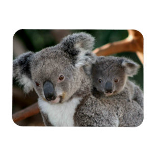 Cutest Baby Animals   Koala and Joey Magnet