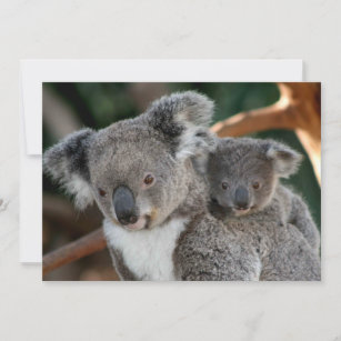 Cutest Baby Animals   Koala and Joey Thank You Card