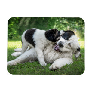 Cutest Baby Animals Landseer Puppy Magnet