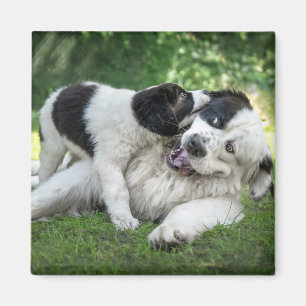 Cutest Baby Animals Landseer Puppy Magnet