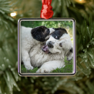 Cutest Baby Animals   Landseer Puppy Metal Tree Decoration