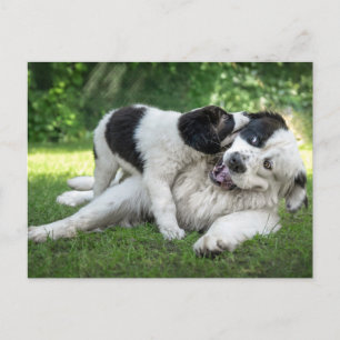 Cutest Baby Animals   Landseer Puppy Postcard