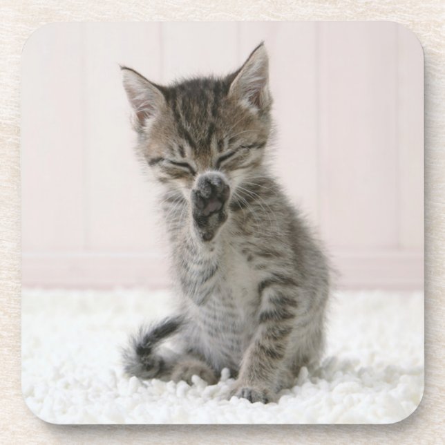 Cutest Baby Animals | Licking Tabby Kitten Coaster (Front)