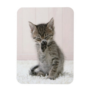 Cutest Baby Animals Licking Tabby Kitten Magnet