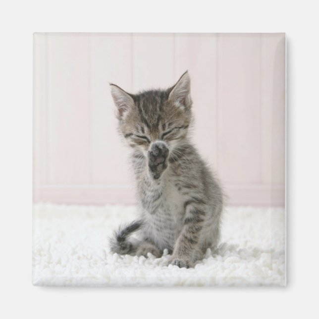 Cutest Baby Animals | Licking Tabby Kitten Magnet (Front)