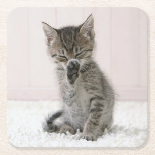 Cutest Baby Animals   Licking Tabby Kitten Square Paper Coaster