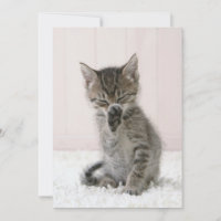 Cutest Baby Animals | Licking Tabby Kitten