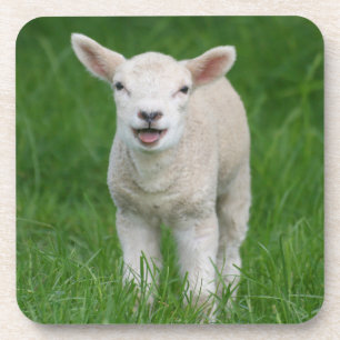 Cutest Baby Animals   Lil Lamb Coaster