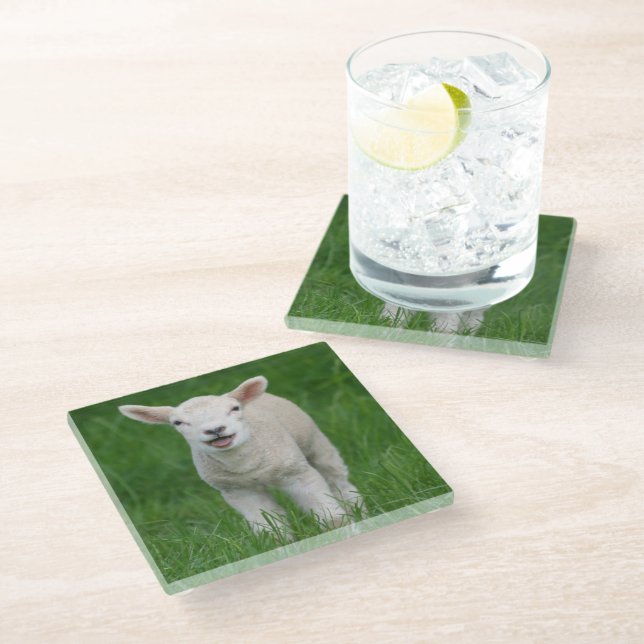 Cutest Baby Animals | Lil Lamb Glass Coaster (Angled)
