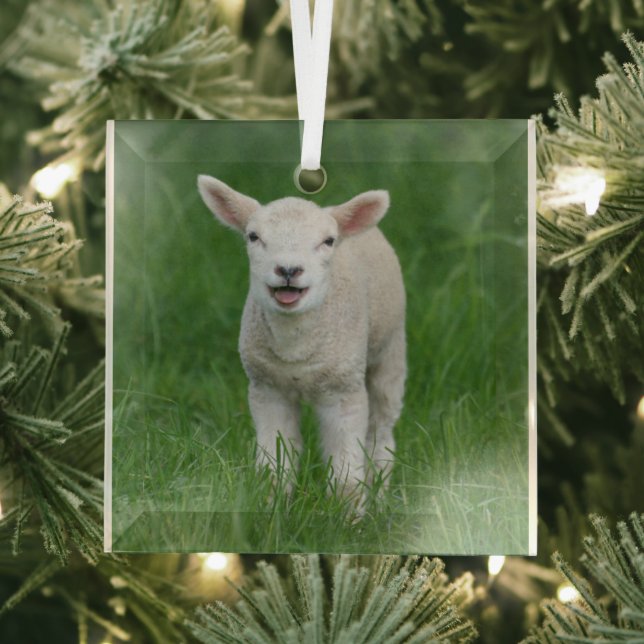 Cutest Baby Animals | Lil Lamb Glass Tree Decoration (Insitu)