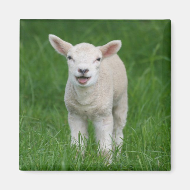 Cutest Baby Animals | Lil Lamb Magnet (Front)