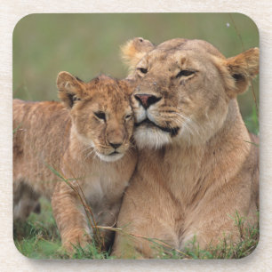 Cutest Baby Animals Lion Cub & Mother Coaster