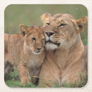 Cutest Baby Animals Lion Cub & Mother Square Paper Coaster