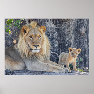 Cutest Baby Animals   Lion Dad & Cub Poster