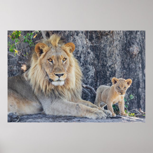 Cutest Baby Animals | Lion Dad & Cub Poster (Front)