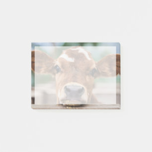 Cutest Baby Animals Little Cow Calf Post-it Notes