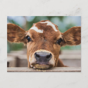 Cutest Baby Animals   Little Cow Calf Postcard