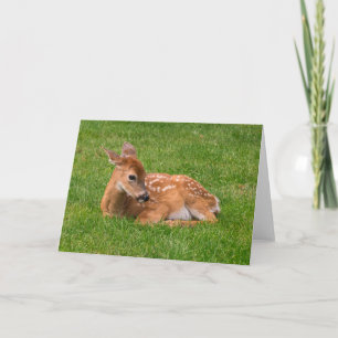 Cutest Baby Animals Little Fawn Card
