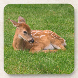 Cutest Baby Animals   Little Fawn Coaster