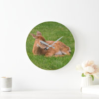 Cutest Baby Animals | Little Fawn