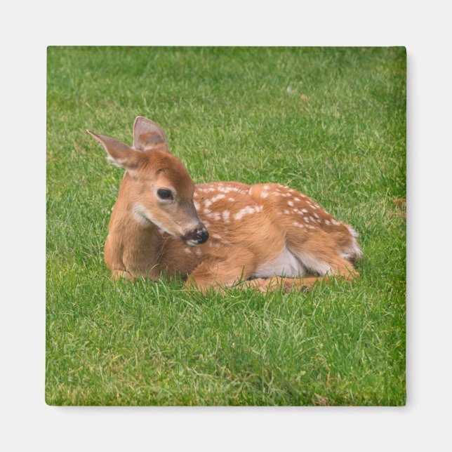 Cutest Baby Animals | Little Fawn Magnet (Front)