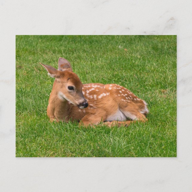 Cutest Baby Animals | Little Fawn Postcard (Front)
