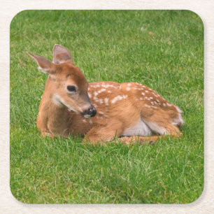 Cutest Baby Animals   Little Fawn Square Paper Coaster