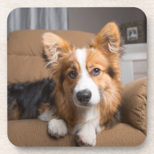 Cutest Baby Animals Long Hair Corgi Puppy Coaster