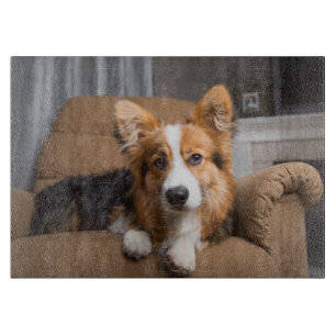 Cutest Baby Animals   Long Hair Corgi Puppy Cutting Board