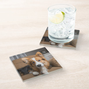 Cutest Baby Animals Long Hair Corgi Puppy Glass Coaster