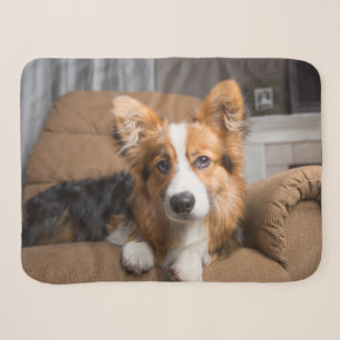 Cutest Baby Animals   Long Hair Corgi Puppy Sherpa Blanket