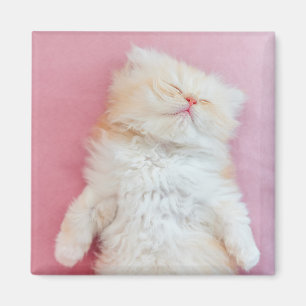 Cutest Baby Animals Lovely Kitten Sleeping Magnet