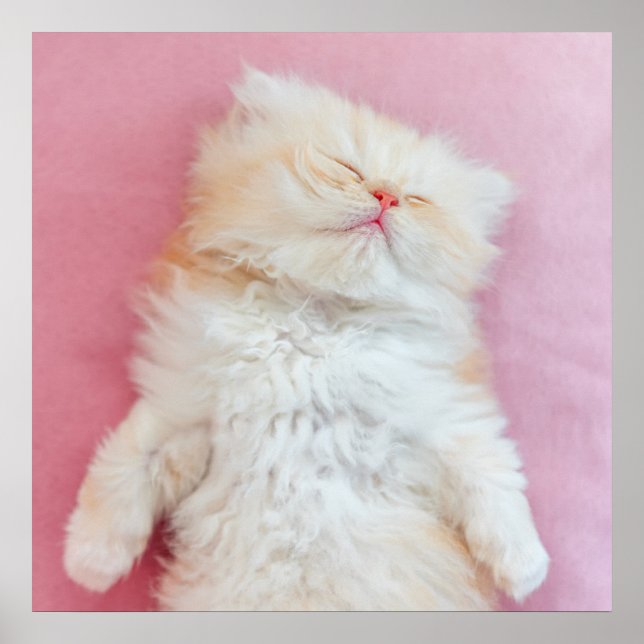 Cutest Baby Animals | Lovely Kitten Sleeping Poster (Front)